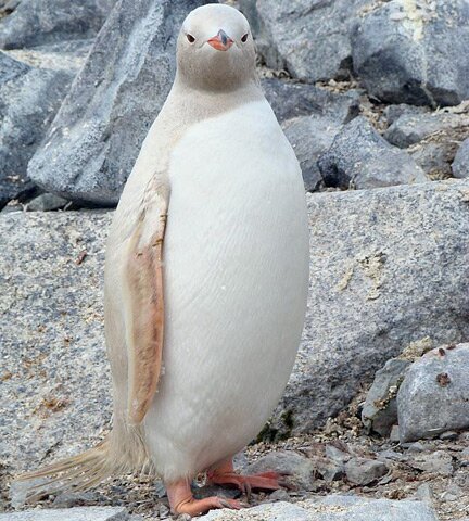 Albino Penguin